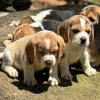 Foto №4. Ich werde verkaufen beagle in der Stadt Bonn. quotient 	ankündigung - preis - 473€