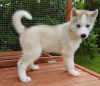 Foto №2 zu Ankündigung № 115603 zu verkaufen siberian husky - einkaufen Niederlande züchter