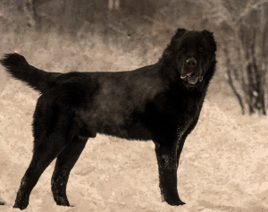 Foto №3. Zentralasiatischer Schäferhund, geb. 11.05. 2019 g (Löwenherz X Ana Holas. Russische Föderation