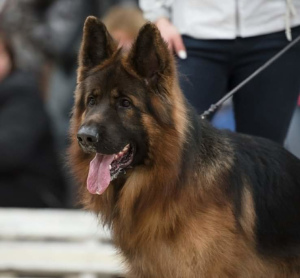 Foto №4. Ich werde verkaufen deutscher schäferhund in der Stadt Mozhaisk. züchter - preis - Verhandelt