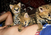 Zusätzliche Fotos: Caracal-Serval- und F1-Savannah-Kätzchen verfügbar
