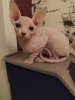 Foto №2 zu Ankündigung № 7509 zu verkaufen sphynx cat - einkaufen Russische Föderation quotient 	ankündigung
