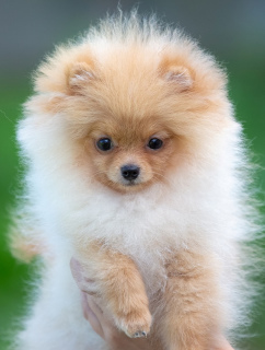 Foto №4. Ich werde verkaufen german spitz in der Stadt Perm. vom kindergarten - preis - 784€