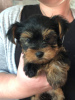 Foto №3. Schöne Yorkshire-Terrier-Welpen zur Adoption. Deutschland