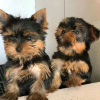 Foto №1. yorkshire terrier - zum Verkauf in der Stadt Pando | 280€ | Ankündigung № 63943