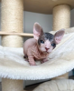 Foto №2 zu Ankündigung № 97890 zu verkaufen sphynx-katze - einkaufen Schweden quotient 	ankündigung