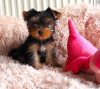 Foto №1. yorkshire terrier - zum Verkauf in der Stadt Мальмё | Frei | Ankündigung № 93029