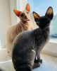 Foto №2 zu Ankündigung № 30213 zu verkaufen sphynx cat - einkaufen Weißrussland quotient 	ankündigung