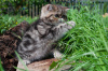 Foto №3. Exotische Katze.. Weißrussland