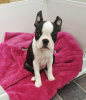 Foto №3. Entzückende Boston Terrier-Welpen zur kostenlosen Adoption. Deutschland