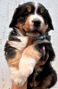 Foto №2 zu Ankündigung № 12848 zu verkaufen berner sennenhund - einkaufen Ukraine quotient 	ankündigung