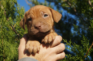 Foto №1. american pit bull terrier - zum Verkauf in der Stadt Cherson | 600€ | Ankündigung № 3881