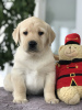 Zusätzliche Fotos: Labradorwelpen zu verkaufen, sanfte und liebevolle Kinder.