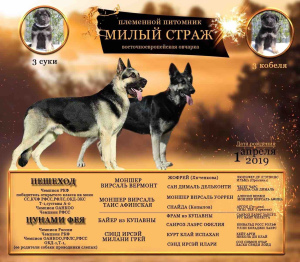 Foto №2 zu Ankündigung № 2526 zu verkaufen osteuropäischer schäferhund - einkaufen Russische Föderation vom kindergarten, züchter
