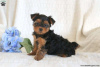 Zusätzliche Fotos: Yorkshire Terrier Welpen zu verkaufen