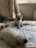 Foto №2 zu Ankündigung № 118368 zu verkaufen ragdoll-katze - einkaufen Deutschland quotient 	ankündigung