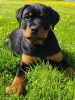 Foto №2 zu Ankündigung № 106586 zu verkaufen rottweiler - einkaufen Lettland züchter