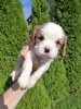 Zusätzliche Fotos: Cavalier King Charles Spaniel Welpen.