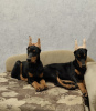Foto №1. mischlingshund - zum Verkauf in der Stadt San Francisco | 1041€ | Ankündigung № 78442