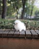 Foto №3. Niedlicher kleiner Pomeranian-Welpe mit Teetasse. USA