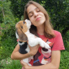 Foto №2 zu Ankündigung № 120620 zu verkaufen beagle - einkaufen Deutschland quotient 	ankündigung