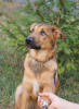 Foto №2 zu Ankündigung № 25086 zu verkaufen mischlingshund - einkaufen Russische Föderation quotient 	ankündigung