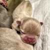 Zusätzliche Fotos: Französische Bulldoggenwelpen, exotisch