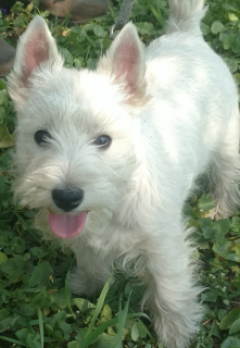 Foto №1. west highland white terrier - zum Verkauf in der Stadt Dnipro | 830€ | Ankündigung № 6335