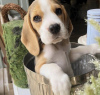 Foto №1. beagle - zum Verkauf in der Stadt Антверпен | 400€ | Ankündigung № 96196