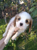 Zusätzliche Fotos: Ideale Cavalier King Charles Spaniel Welpen.