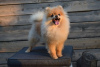 Foto №3. Zwergspitz-Pomeranian Boo. Serbien