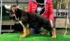 Foto №2 zu Ankündigung № 28171 zu verkaufen deutscher schäferhund - einkaufen Polen züchter