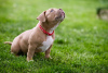 Foto №3. American Bully Welpen zu verkaufen. Bosnien und Herzegowina