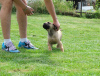 Zusätzliche Fotos: Boerboel-Welpen (Südafrikanischer Mastiff).