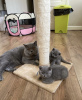 Zusätzliche Fotos: Britische Kurzhaar-Kätzchen