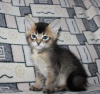 Foto №3. Caracat- und Savannah-Kätzchen. Kanada