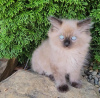 Foto №3. Ragdoll-Katze. Deutschland