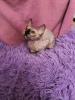 Foto №4. Ich werde verkaufen sphynx cat in der Stadt Stary Oskol. vom kindergarten - preis - 199€