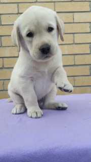 Foto №1. labrador retriever - zum Verkauf in der Stadt Tscheljabinsk | 444€ | Ankündigung № 6185