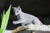 Zusätzliche Fotos: Russian Blue mit Zuchtrecht großer Wurf von 8 Kätzchen