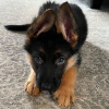 Foto №2 zu Ankündigung № 78813 zu verkaufen deutscher schäferhund - einkaufen Ungarn quotient 	ankündigung