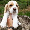 Foto №2 zu Ankündigung № 123762 zu verkaufen beagle - einkaufen Deutschland quotient 	ankündigung