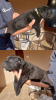 Foto №3. Cane Corso Welpen zu verkaufen. Serbien