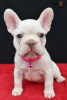 Foto №2 zu Ankündigung № 62153 zu verkaufen französische bulldogge - einkaufen USA züchter