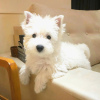 Foto №2 zu Ankündigung № 99260 zu verkaufen west highland white terrier - einkaufen Deutschland 