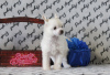 Foto №2 zu Ankündigung № 39509 zu verkaufen chinesischer schopfhund - einkaufen Russische Föderation vom kindergarten