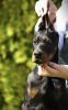 Zusätzliche Fotos: Dobermann-Welpen zu verkaufen