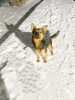 Foto №3. Kleiner Hund sucht ein Zuhause!!. Russische Föderation