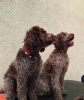 Foto №2 zu Ankündigung № 102987 zu verkaufen lagotto romagnolo - einkaufen Serbien 