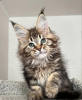 Foto №1. maine-coon-katze - zum Verkauf in der Stadt Интерлакен | 400€ | Ankündigung № 116796